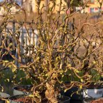 Lieska obyčajná (Corylus avellana contorta) ´MEDUSA´ - výška 60-80 cm, kont.C5L
